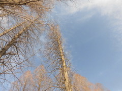 CIMG3265.jpg
