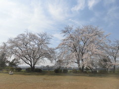 CIMG3368.jpg